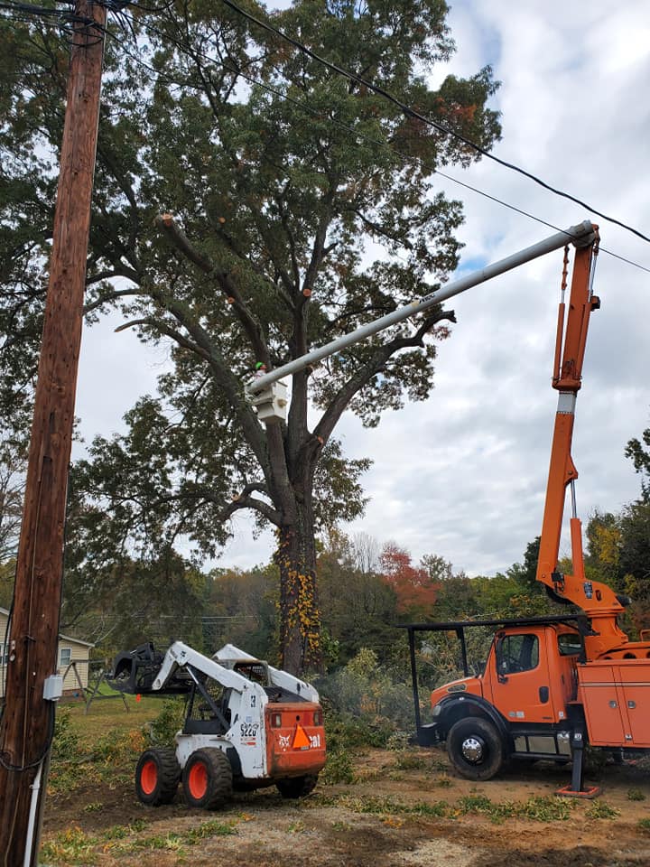 On the process of trimming trees