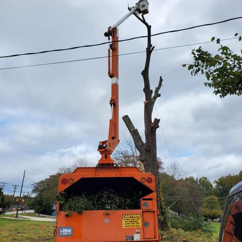 Tree cutting using machine