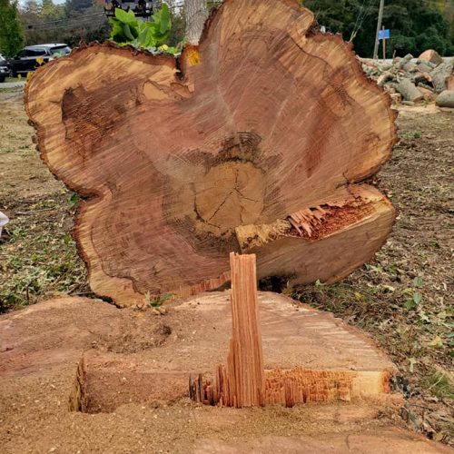 A freshly cut tree stump with visible growth rings