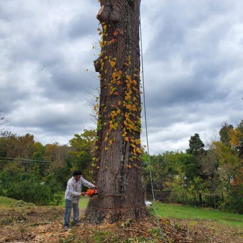 A man is cutting tree using tool