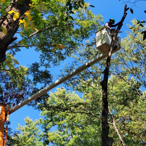 A man on a ladder working on a tree