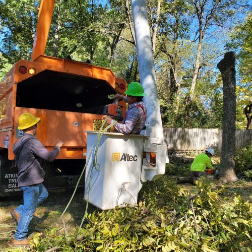 Workers trimming trees using safety gear near an orange utility truck