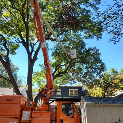 Workers trimming trees using safety gear near an orange utility truck