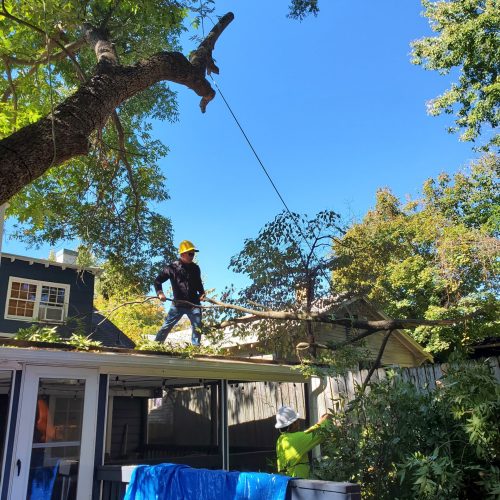 Cutting Tree which is covering the house