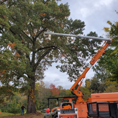 Workers trimming trees near an orange utility truck