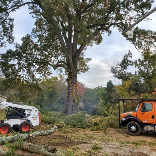 cutting long trees