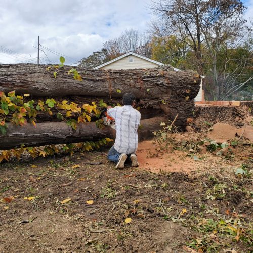 A man standing next to a fallen tree