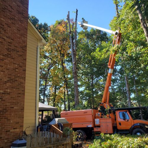 Workers trimming trees using safety gear near an orange utility truck