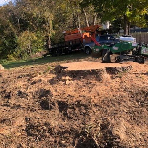 clear ground after tree cutting